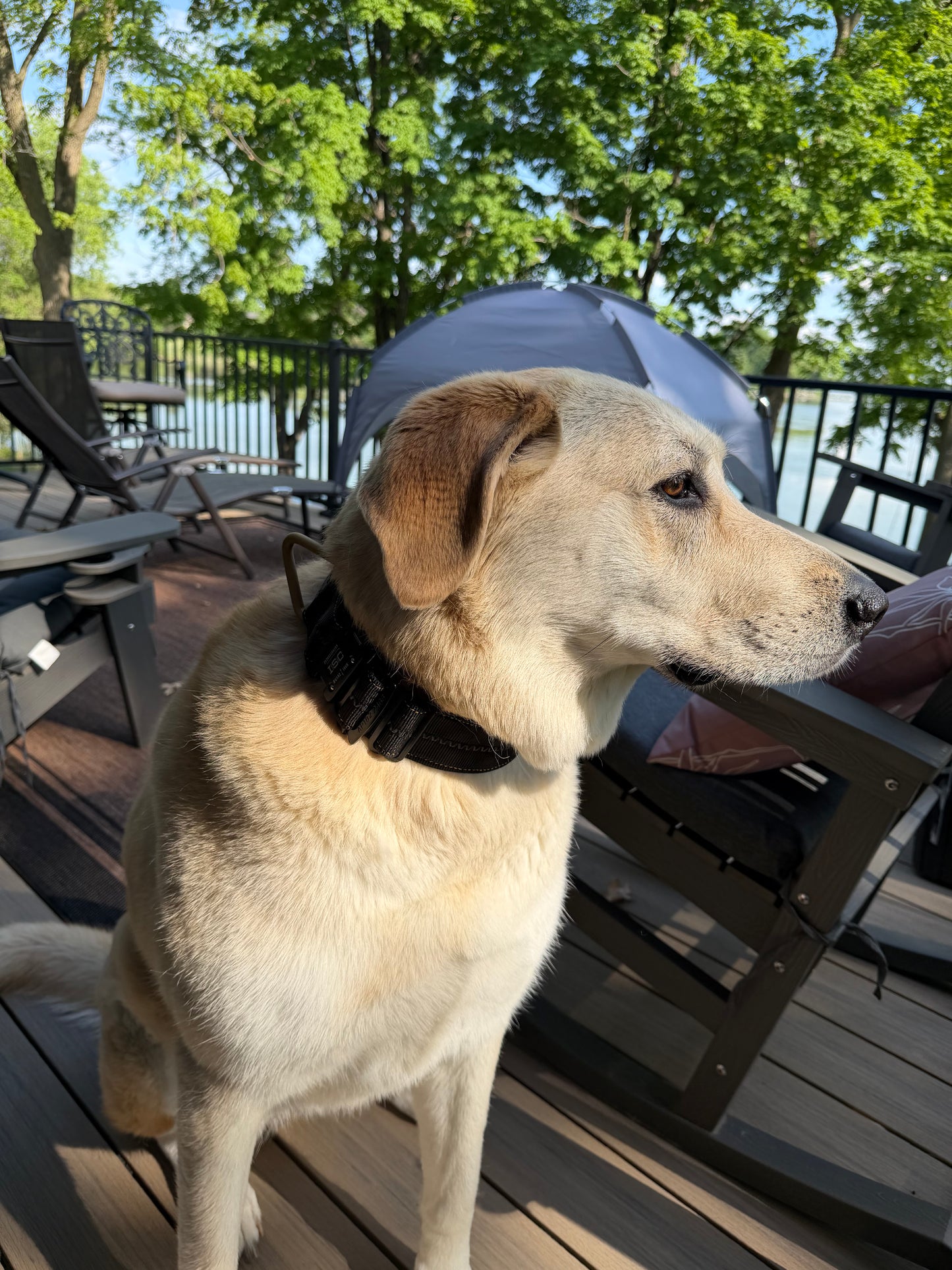 Pathfinder™ Collar