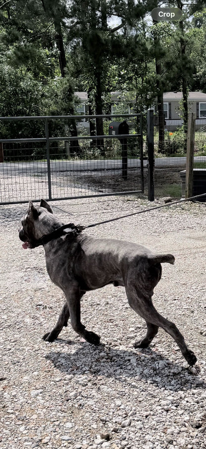 NORTHBOUND™ 5 foot LEASH